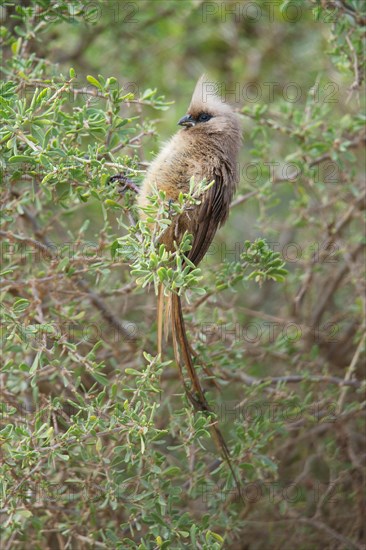 Speckled mousebird