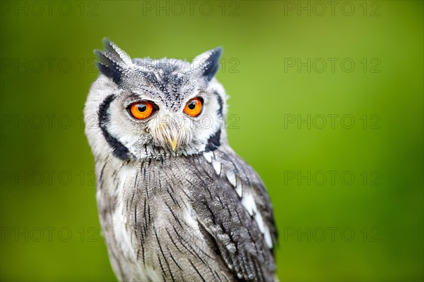 Southern white-faced owl