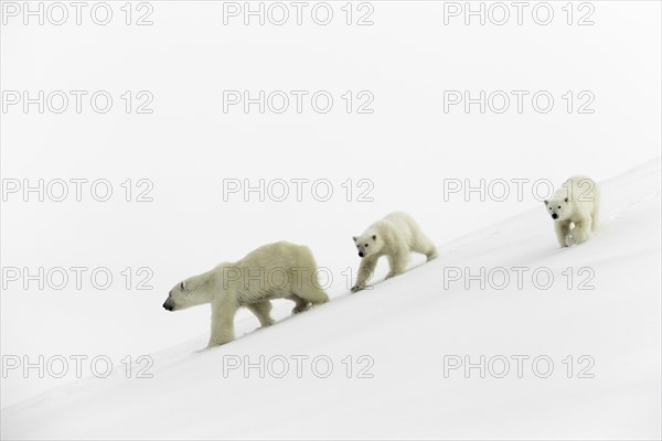 Polar bears