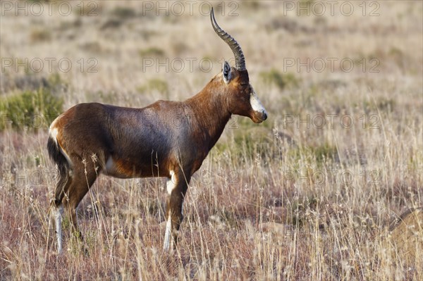 Blesbok