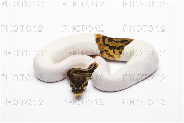 Leopard Piebald Ball Python