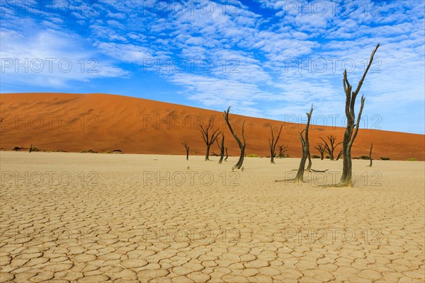 Dead trees and dry soil in Deadvlei