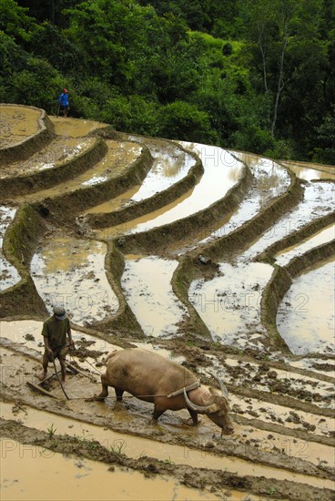 Mountain paddy, irrigated rice terraces, Phongsali district and province, Laos