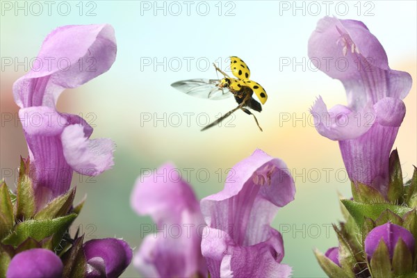 22-spot ladybird (Psyllobora vigintiduopunctata) in flight