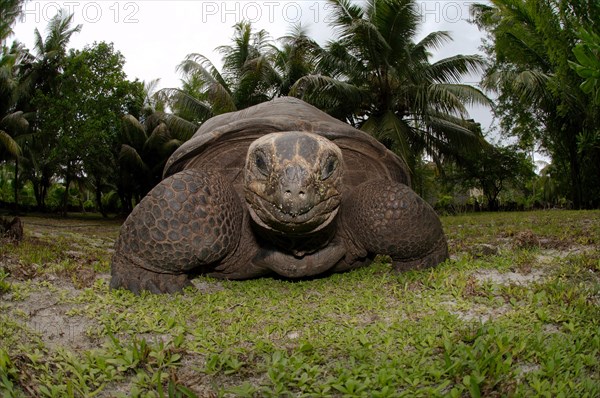 Galapagos tortoise or Galapagos giant tortoise (Chelonoidis nigra)