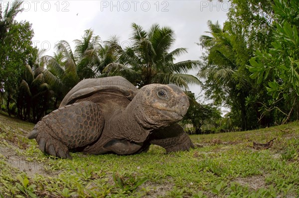 Galapagos tortoise or Galapagos giant tortoise (Chelonoidis nigra)