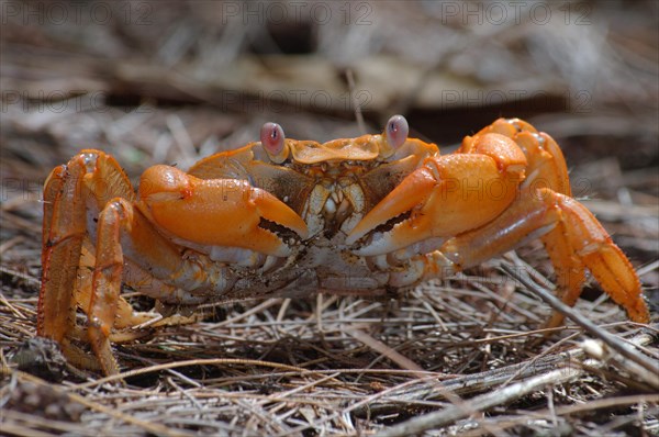 Sally Lightfoot crab