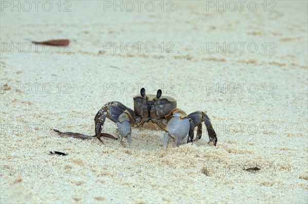 Pink Ghost crab (Ocypode ryderi)