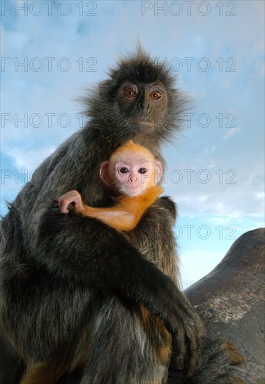 Silvered leaf monkey