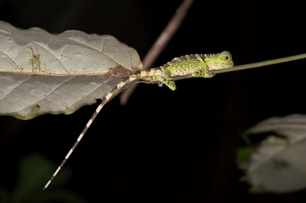 Chameleon Forest Dragon or Chameleon Anglehead Lizard (Gonocephalus chamaeleontinus)