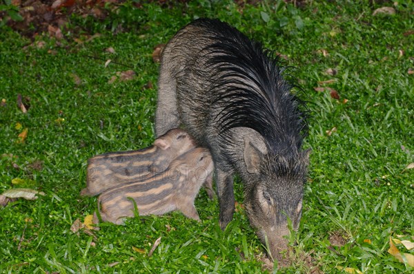 Wild boars