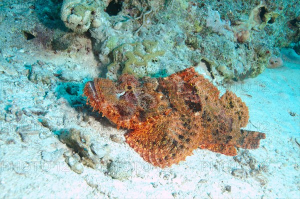 Flathead scorpionfish