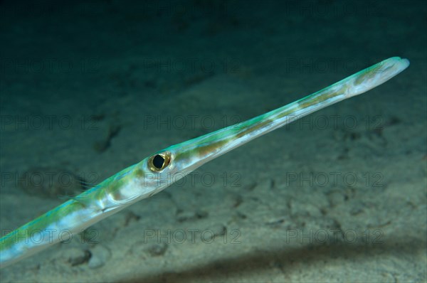 Portrait of Pacific trumpetfish