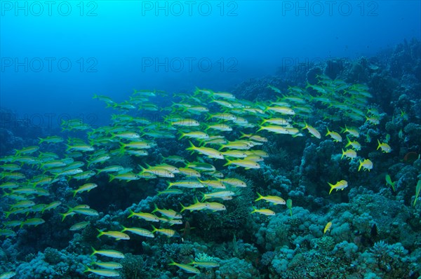 School of fish