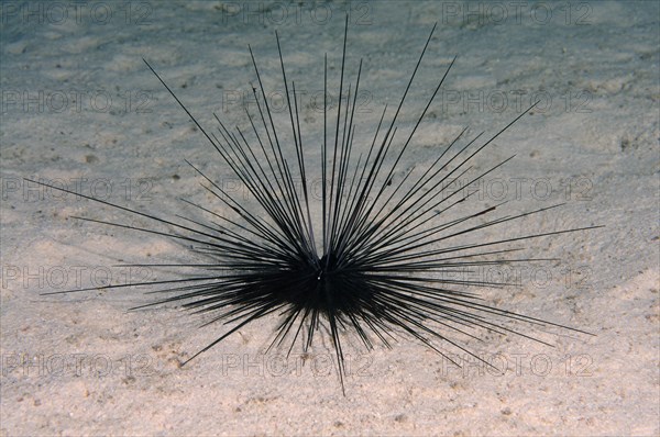 Black Longspine Urchin