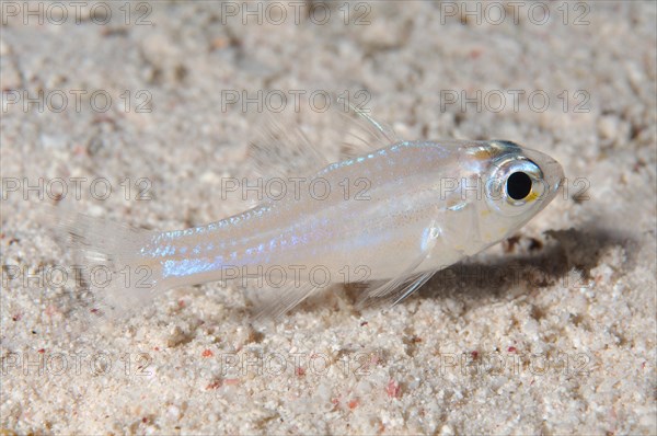 Cardinalfish (Cheilodipterus sp) over a sandy bottom