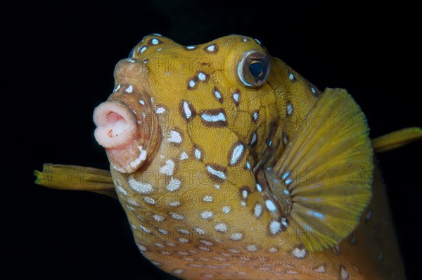 Black-spotted boxfish