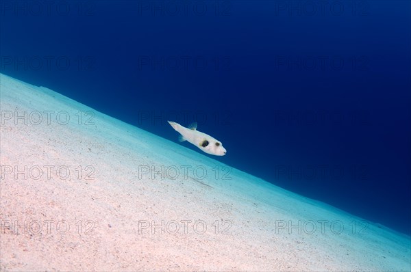 White-spotted puffer