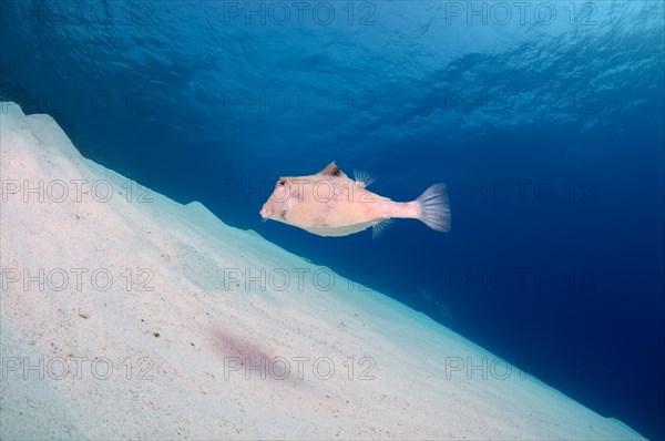 Humpback Turretfish