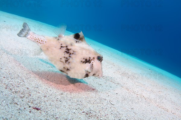 Humpback turretfish