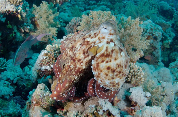 Reef Octopus