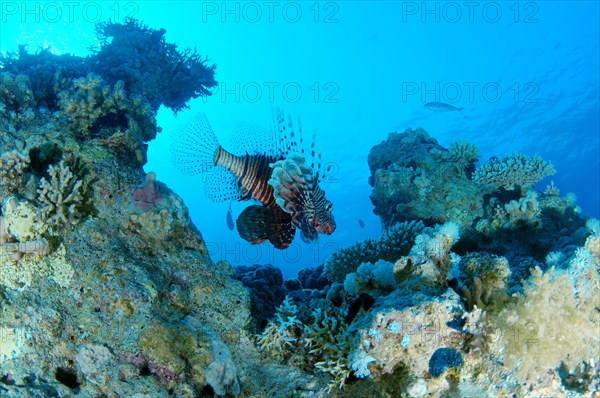 Common lionfish