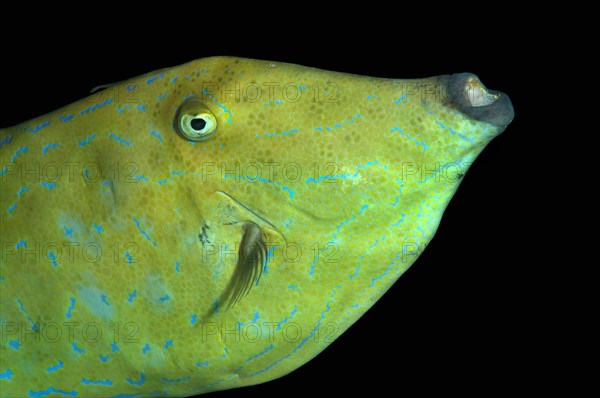 Scrawled Filefish