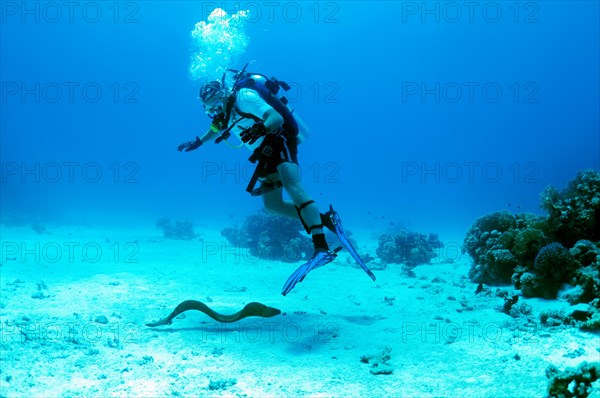 Moray swims under the scuba diver