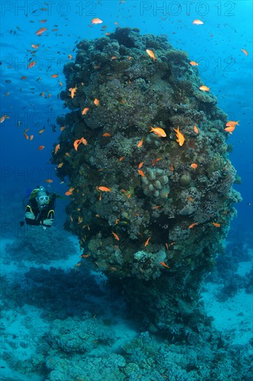 Male scuba diver with a school of Longspine anthias (Pseudanthias squamipinnis) at Coral pillar