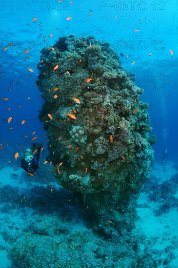 Female scuba diver with a school of Longspine anthias (Pseudanthias squamipinnis) at Coral pillar