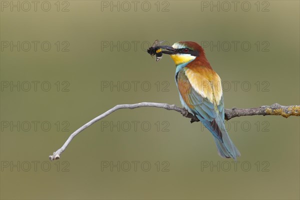 European bee-eater (Merops apiaster) with a captured bumblebee (Bombus terrestris) in its beak