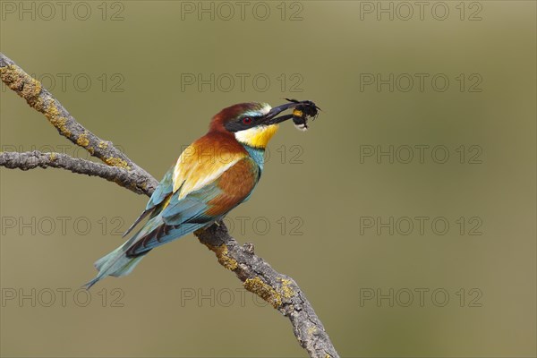 European bee-eater (Merops apiaster) with a captured bumblebee (Bombus terrestris) in its beak