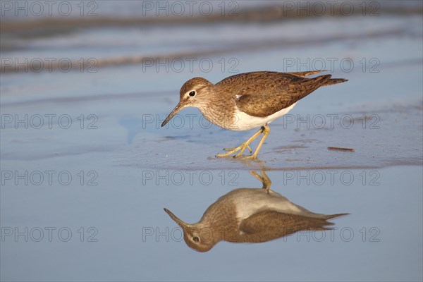 Sandpiper (Actitis hypoleucos) standing in shallow water