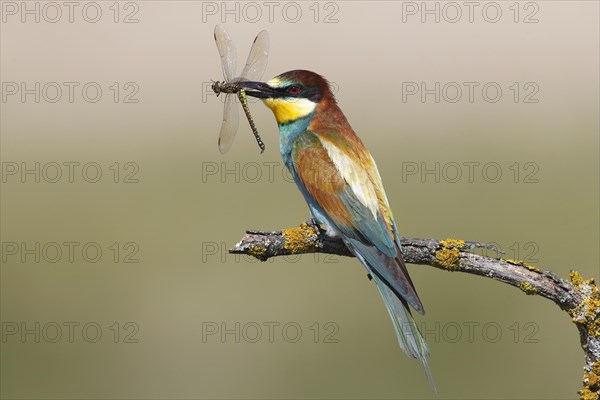 European bee-eater (Merops apiaster) with a female Blue Green Darner (Aeshna cyanea) in its beak