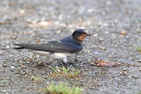 Barn Swallow (Hirundo rustica) collects nesting material