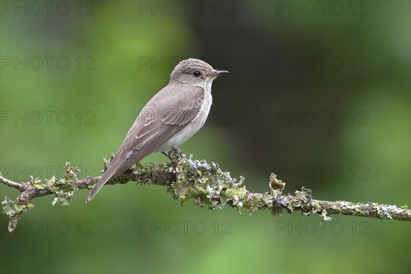 Spotted Flycatcher (Muscicapa striata)