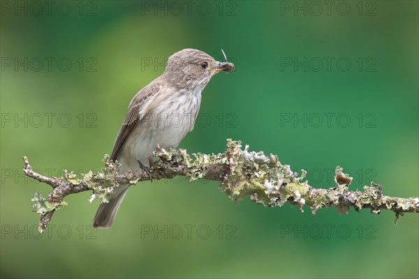 Spotted Flycatcher (Muscicapa striata)