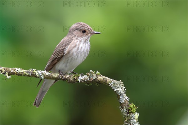 Spotted Flycatcher (Muscicapa striata)