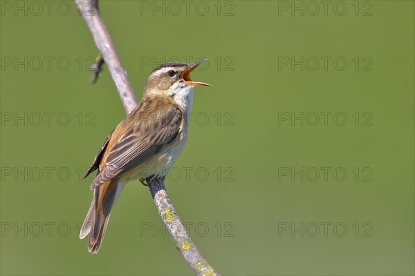 Sedge Warbler (Acrocephalus schoenobaenus)