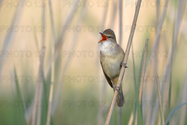 Great Reed Warbler (Acrocephalus arundinaceus)