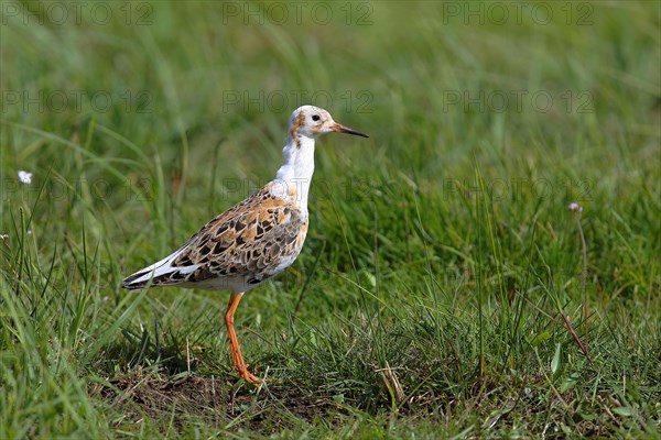 Ruff (Philomachus pugnax)