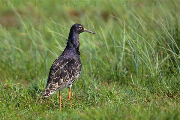 Ruff (Philomachus pugnax)