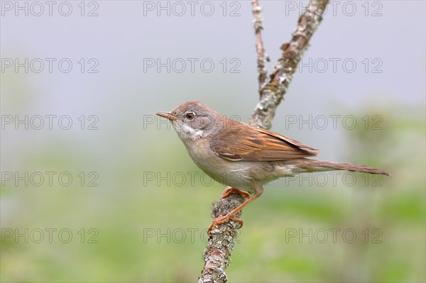 Common whitethroat (Sylvia communis)