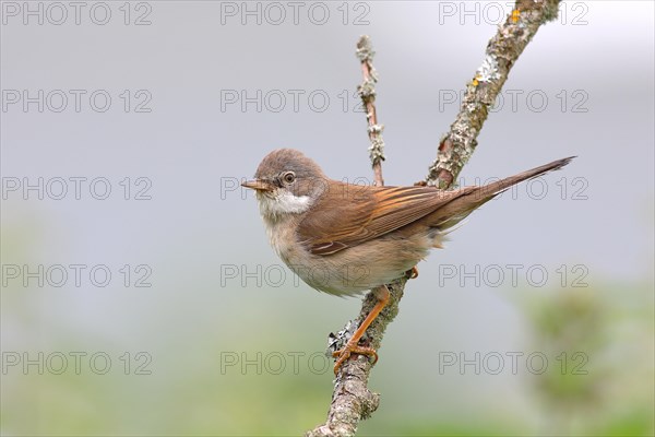 Common whitethroat (Sylvia communis)