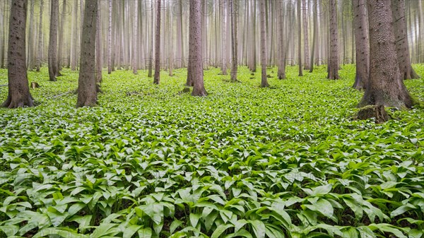 Ramsom (Allium ursinum) in the forest