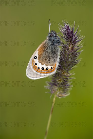 Alpine Heath (Coenonympha gardetta) sits on grass seed head