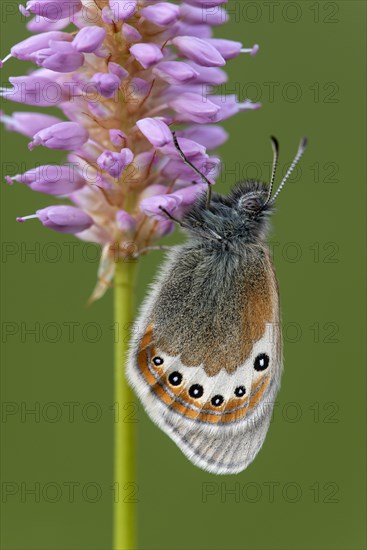 Alpine Heath (Coenonympha gardetta) sits on Persicaria bistorta (Polygonum bistorta)