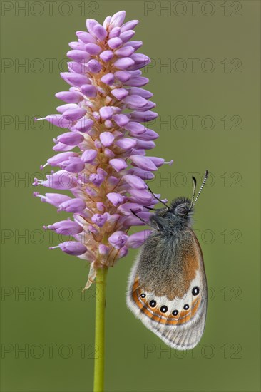 Alpine Heath (Coenonympha gardetta) sits on Persicaria bistorta (Polygonum bistorta)