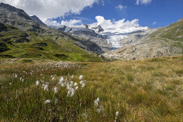 Mountain landscape with woolly grass in front of Schlatenkees glacier