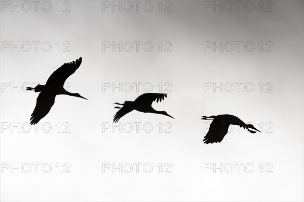 White Storks (Ciconia ciconia) in flight